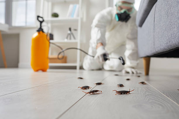 Commercial Rodent Management in Delano